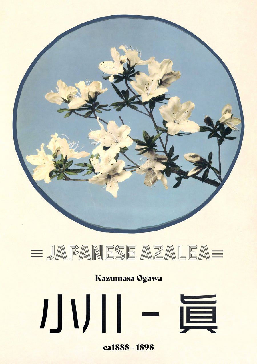 Azalea - Print only