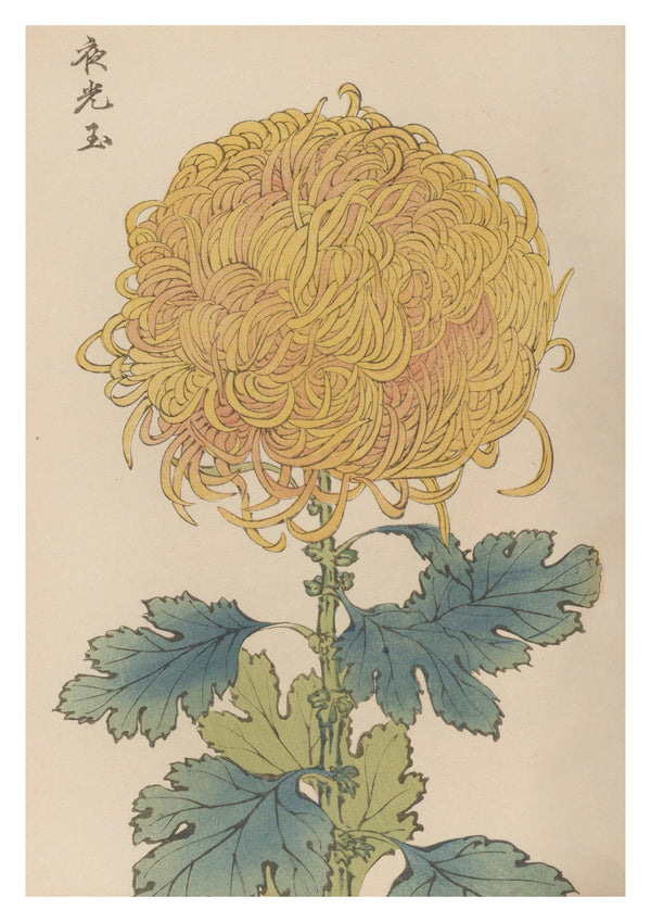 Gyllengul Krysanthemum