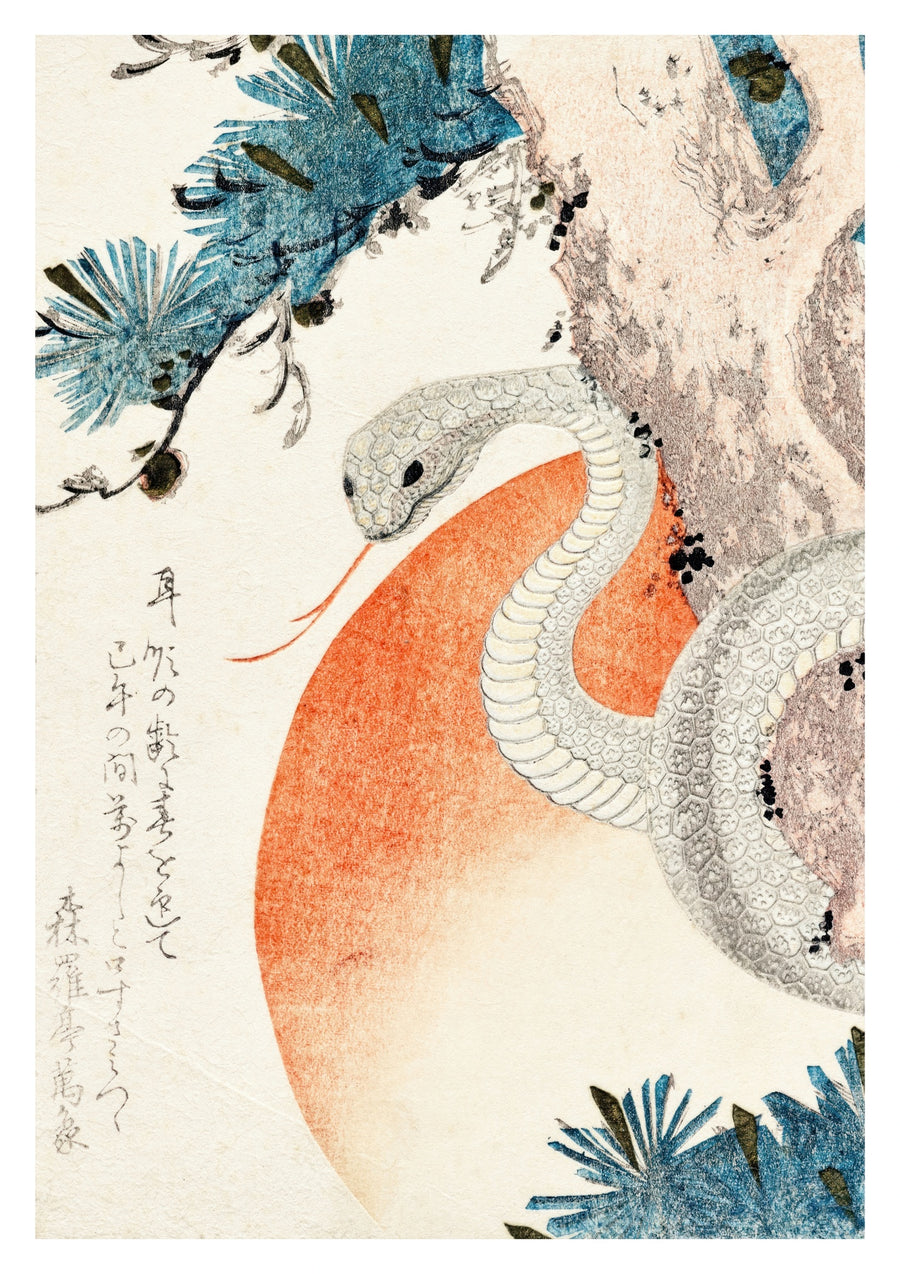 Snake Coiled Around a Pine Tree - Print only