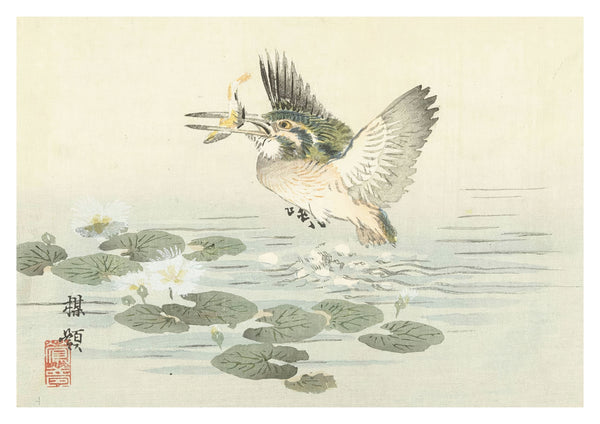 IJsvogel