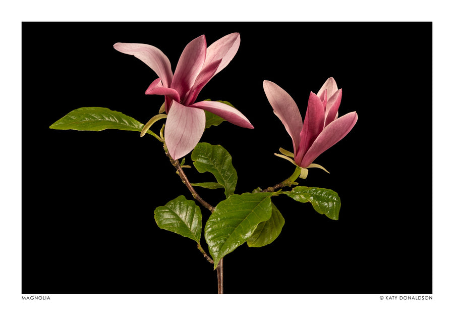 Magnolia - Print only