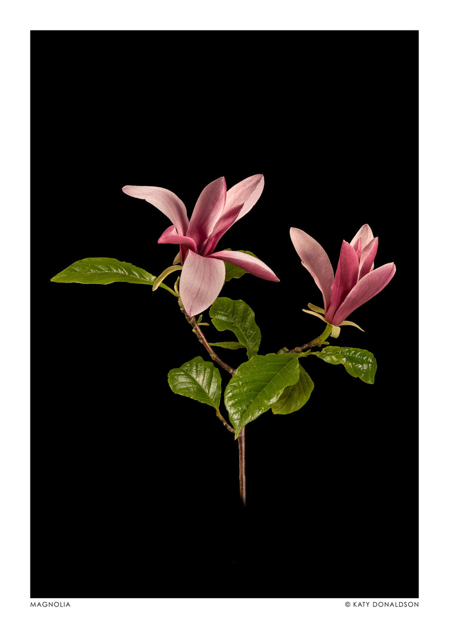 Magnolie - Print only