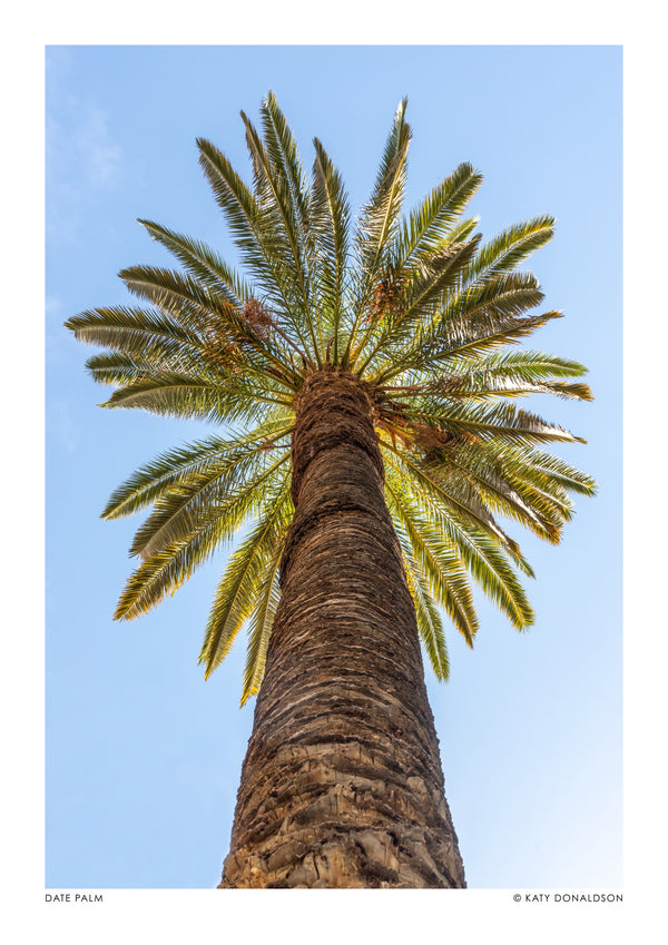 Dadelpalm