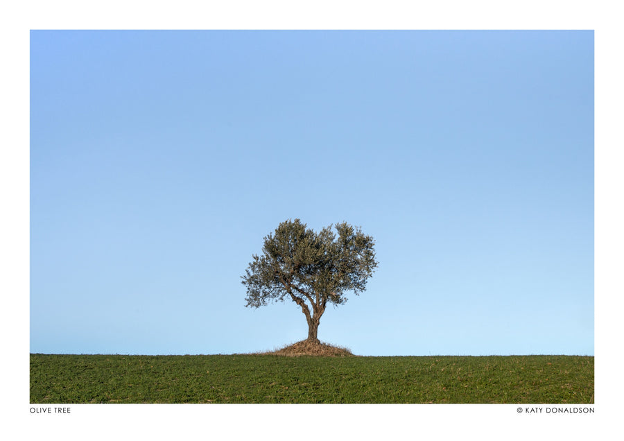 Olive Tree, Evening Sun - Print only