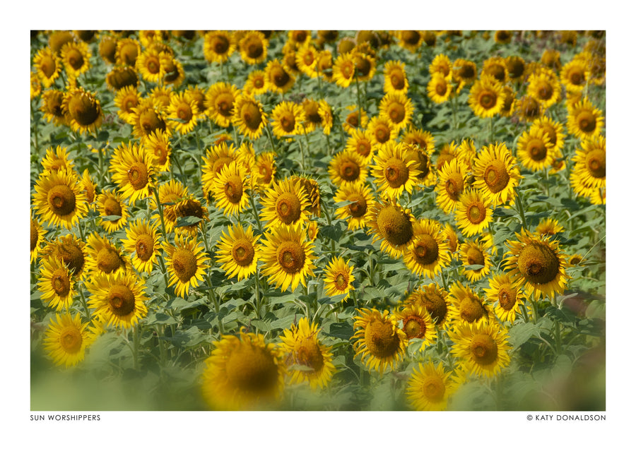 Sonnenanbeter - Print only