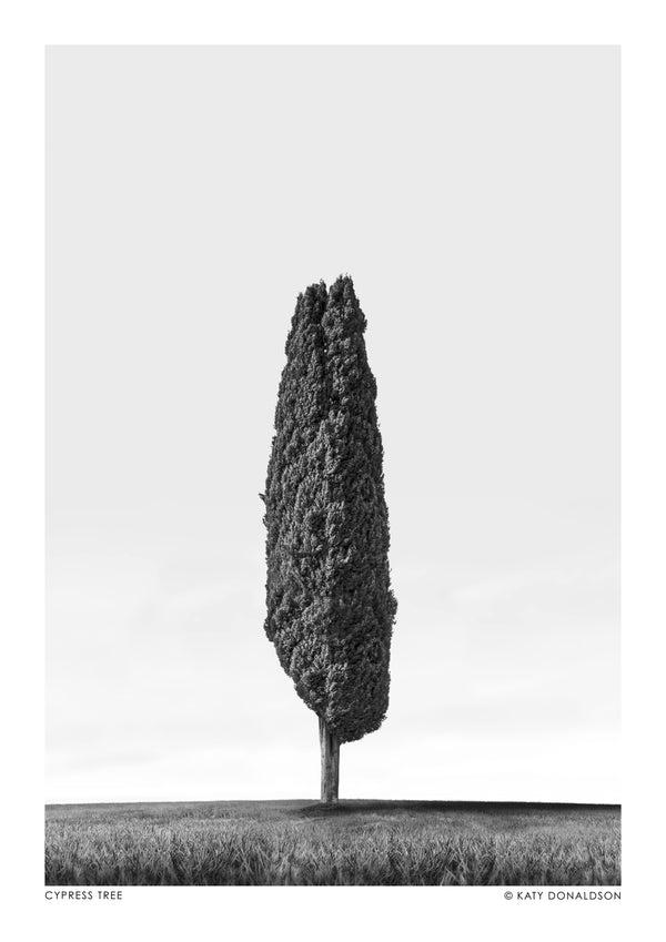 Cyprès