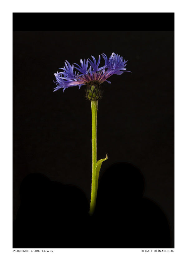 Bergkornblomma