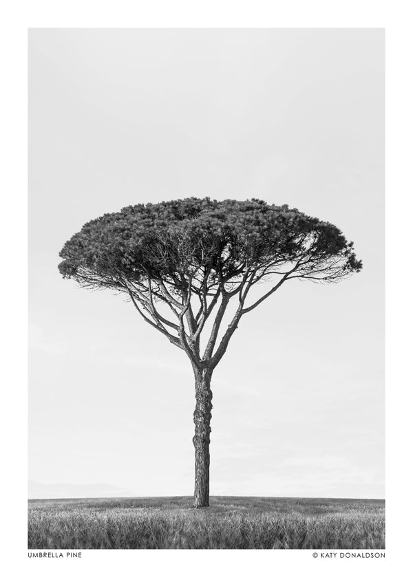 Paraplypinje