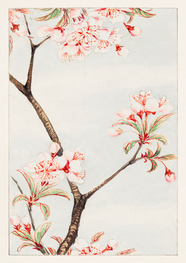 Sakura Cherry