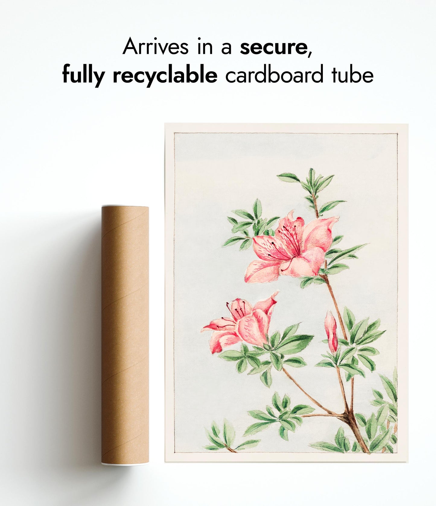 Tsutsuji Rhododendron Judicum (Azalea)