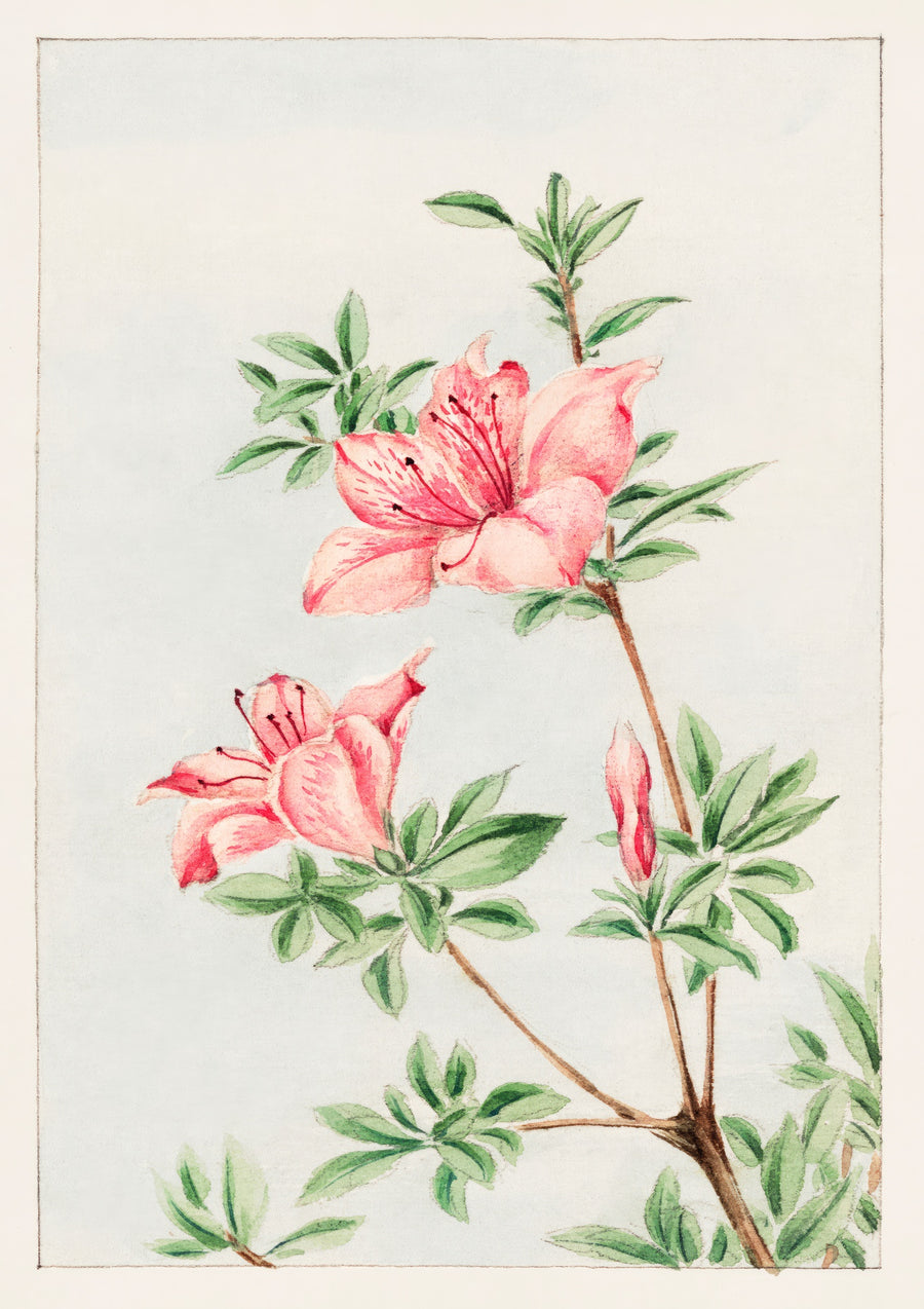 Tsutsuji Rhododendron Judicum (Azalée) - Print only