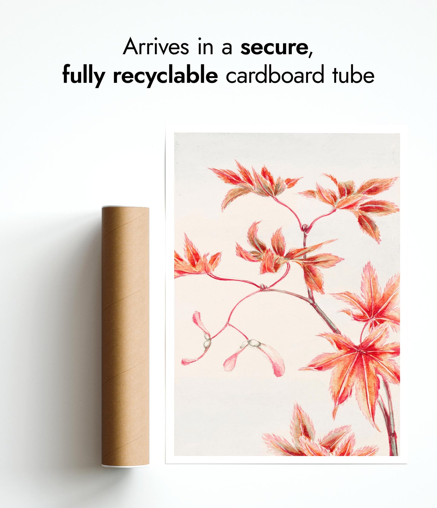 Gren av Momiji-lönnträd