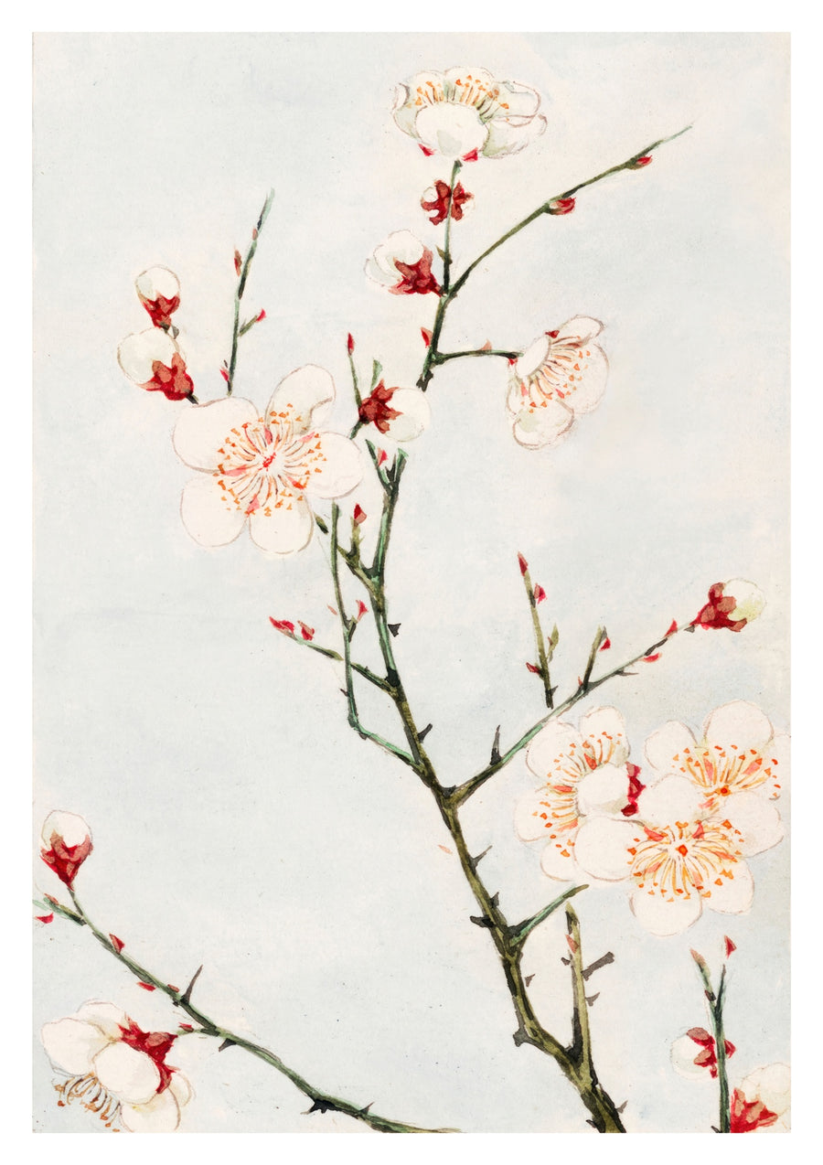 Pflaumenast mit Blüten - Print only