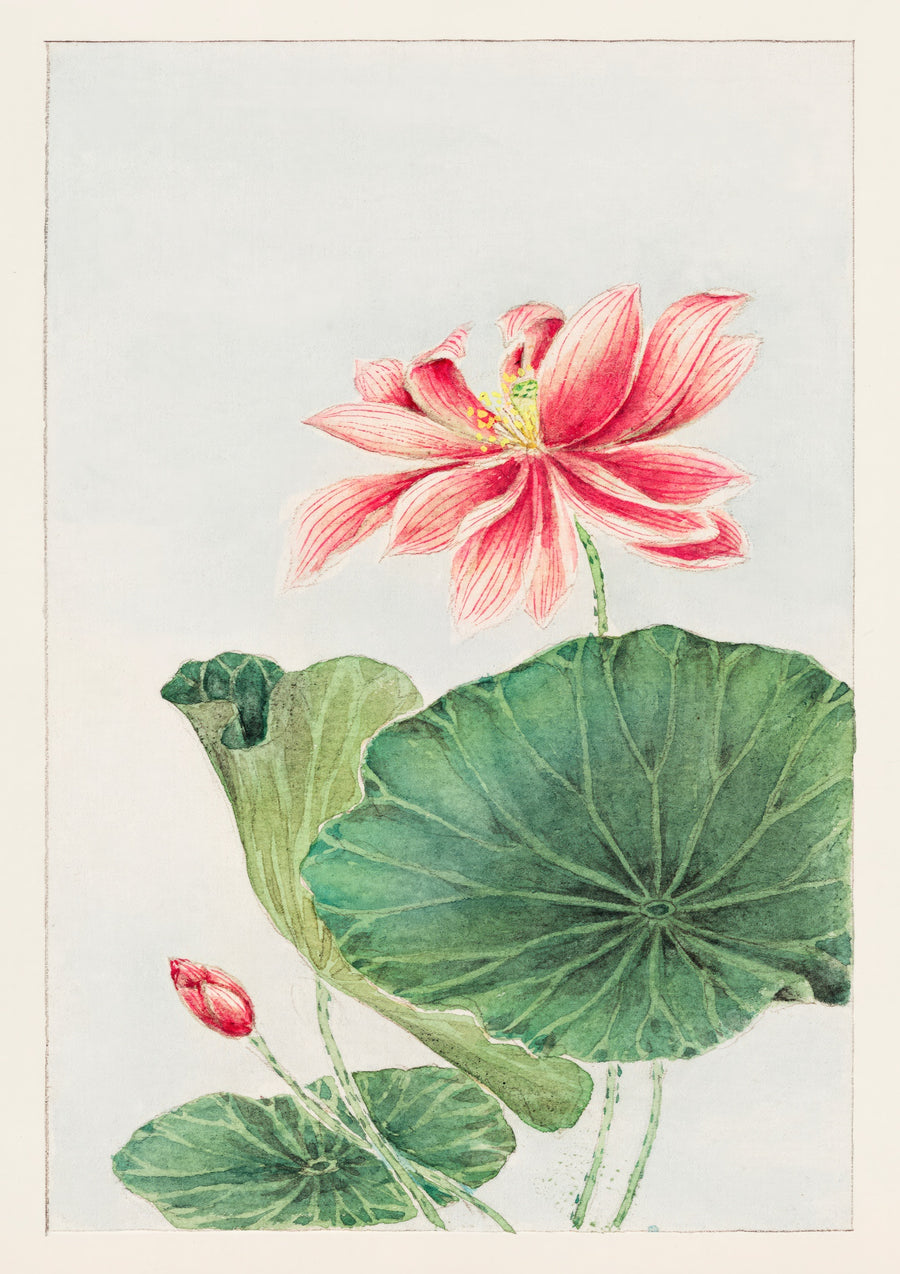 Lotus - Print only