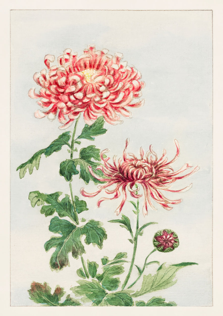 Chrysanthème - Print only
