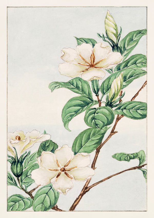 Cape Jasmine