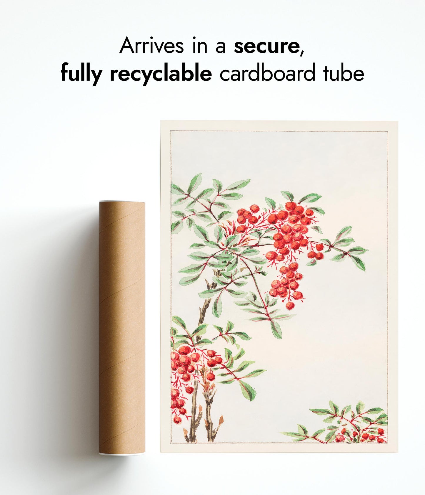 Nandina-buske med bär