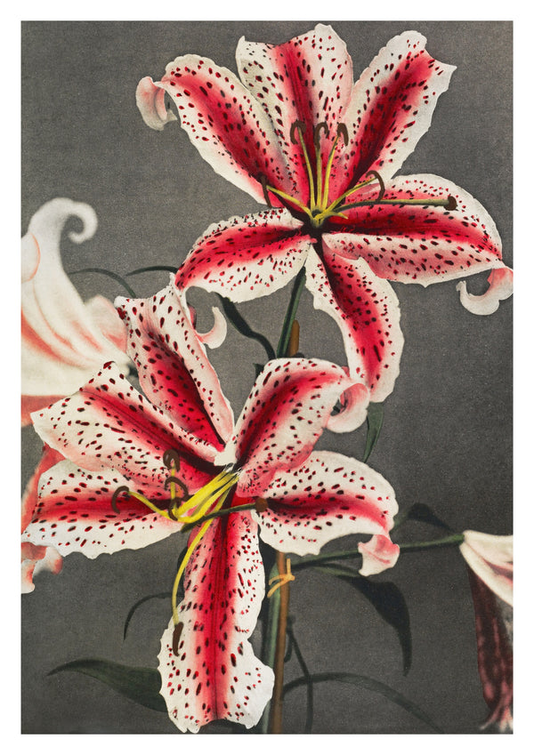 Lily
