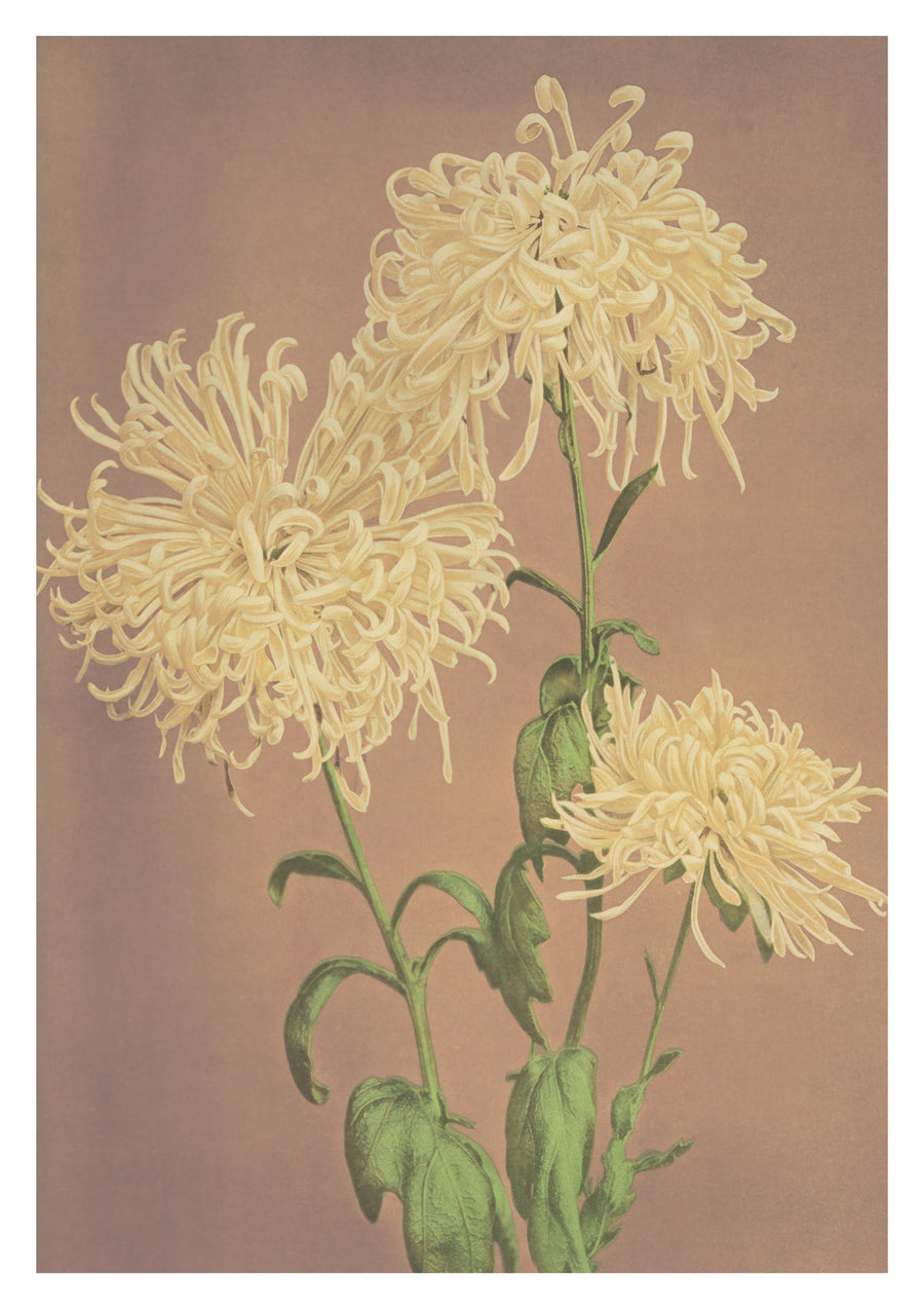 Chrysanthèmes jaunes - Print only