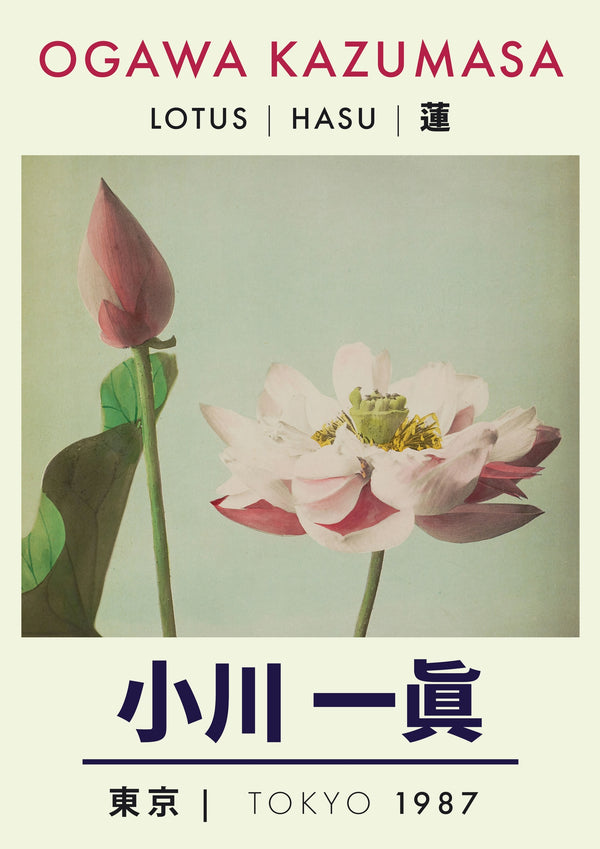 Lotus