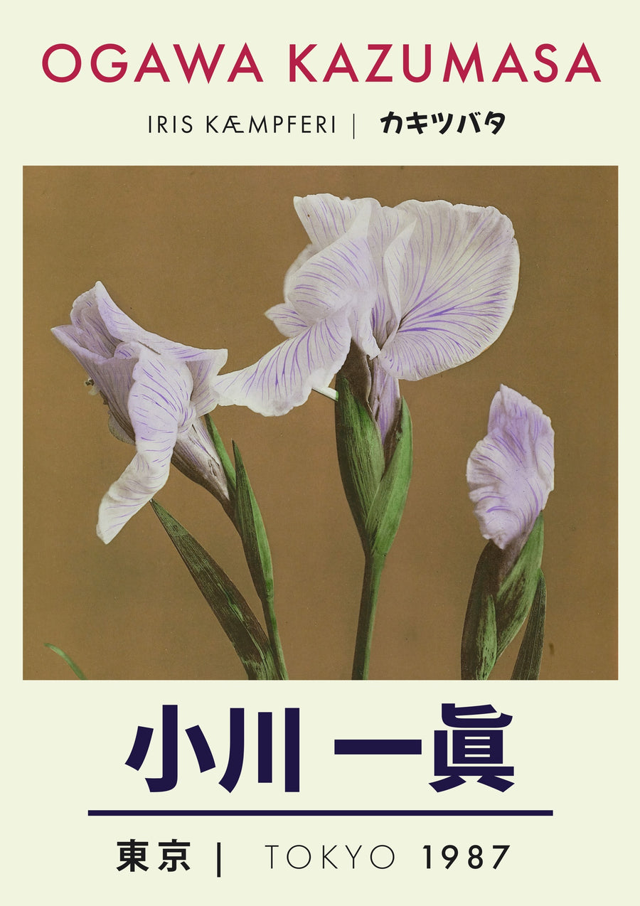 Iris - Print only