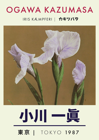 Iris