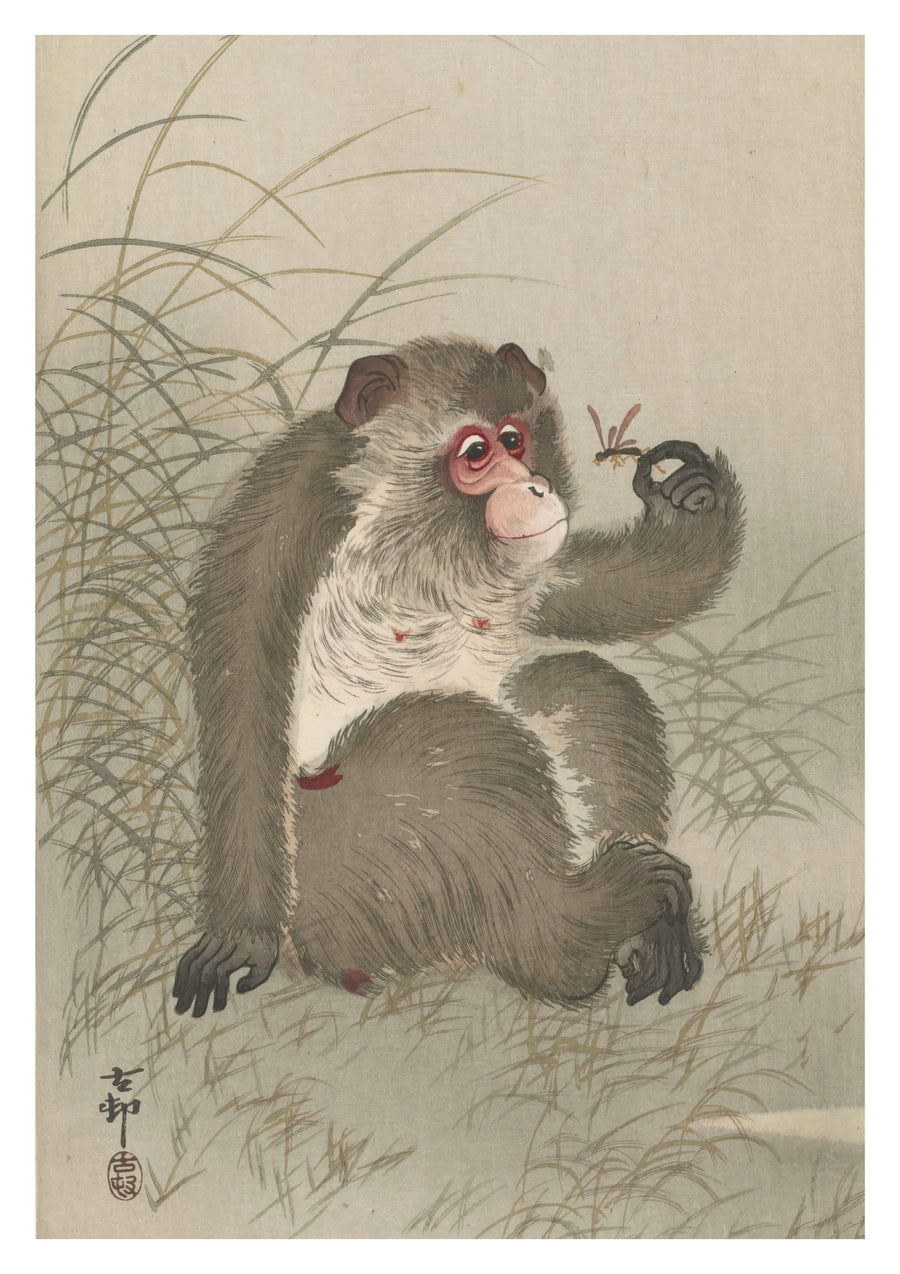 Affe, der eine Libelle in seiner Hand studiert - Print only