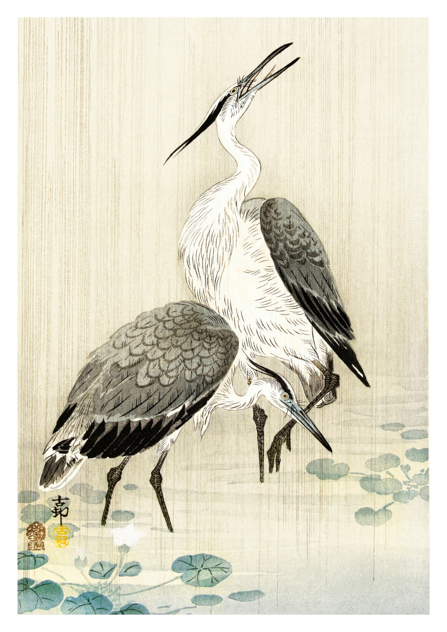 Twee reigers in de regen - Print only