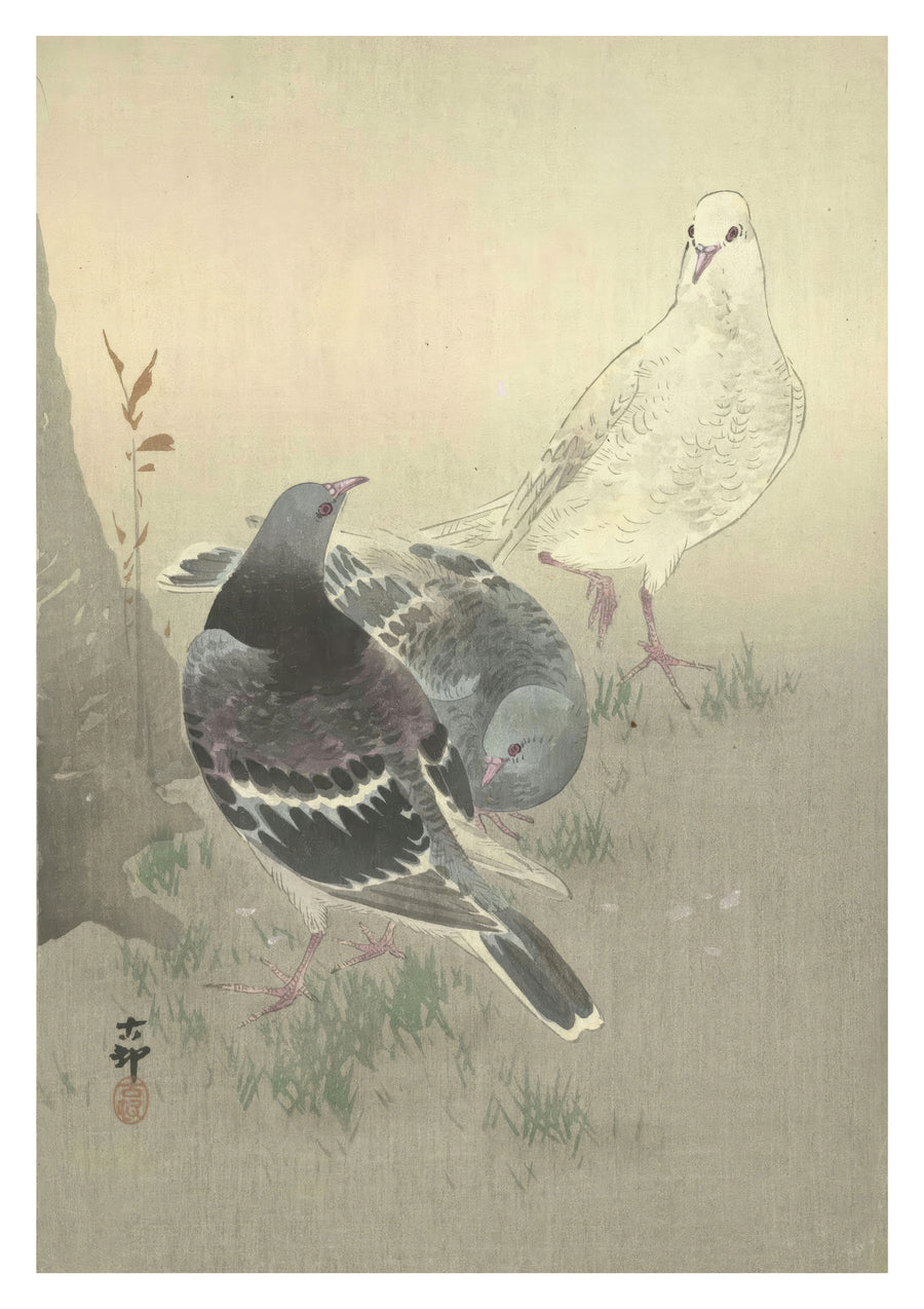 Three Tame Pigeons - Print only