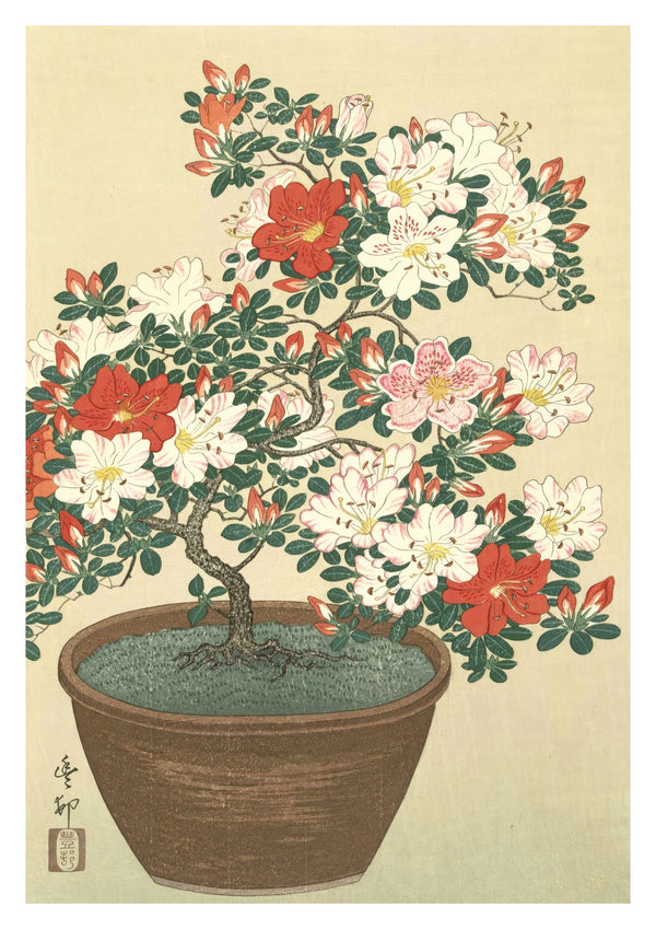 Bloeiende azalea in bruine pot