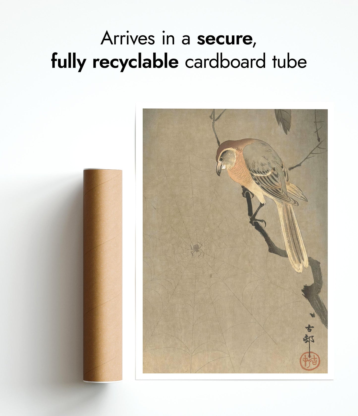 Buffalo-Köpfiger Würger & Spinne