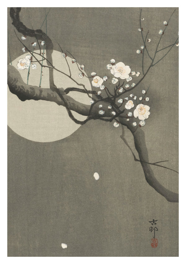 Bloeiende Prunus & Maan
