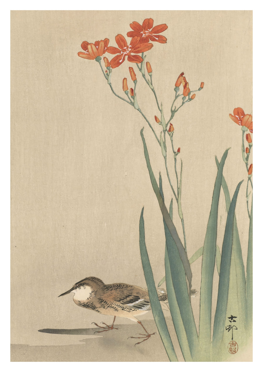 Pipit & Crocosmia Aurea - Black frame