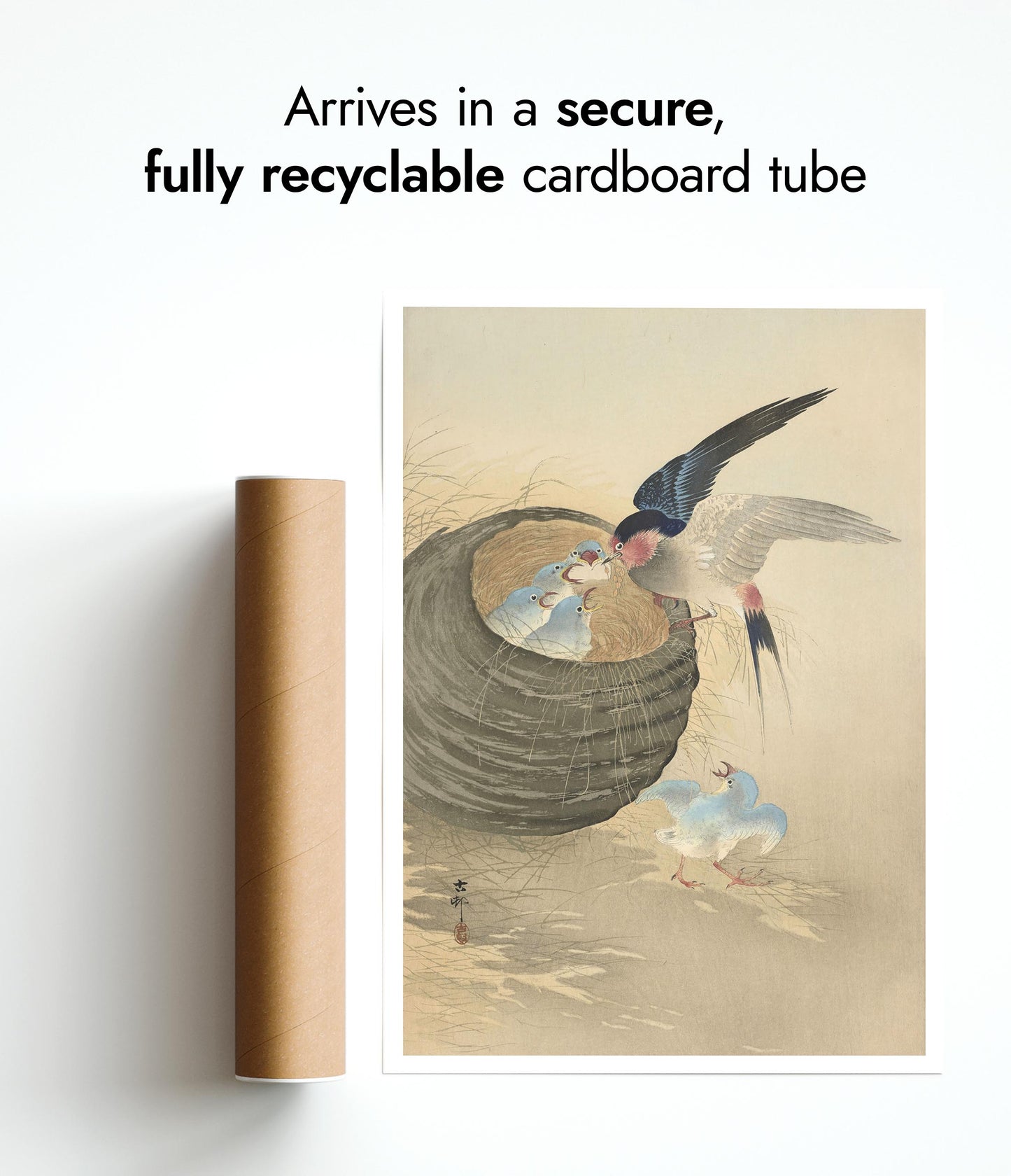 Swallow Feeding Babies in Nest