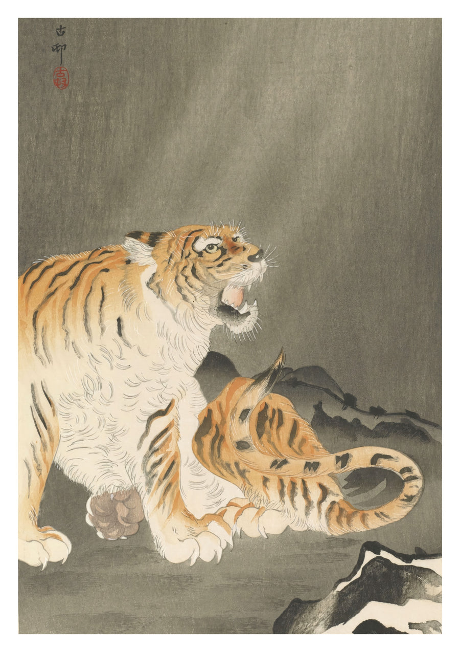 Tiger Nära Stenar - Print only