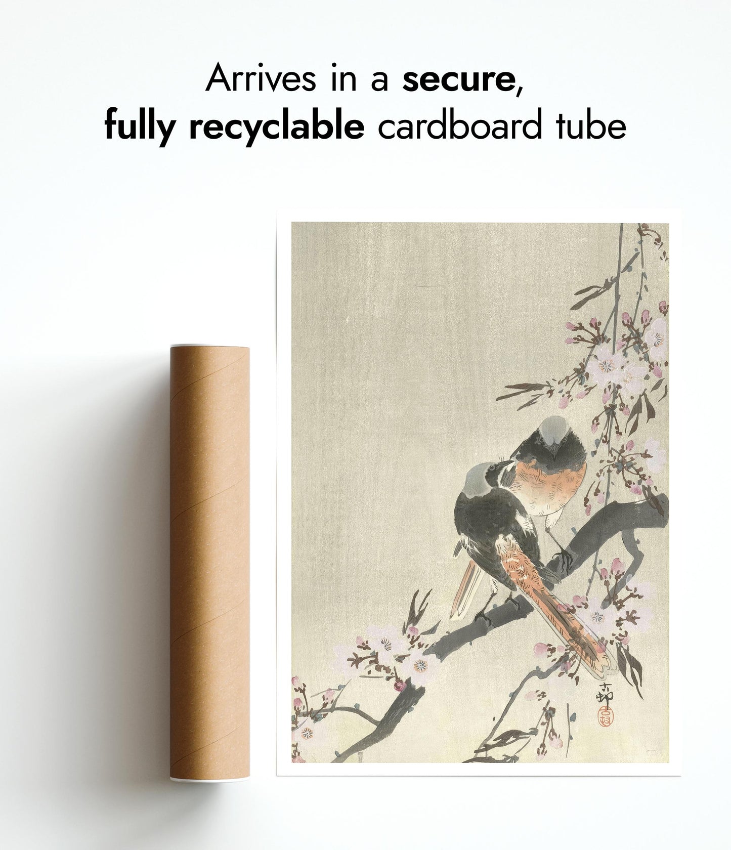 Deux Rougequeues de Siegel avec des fleurs de cerisier