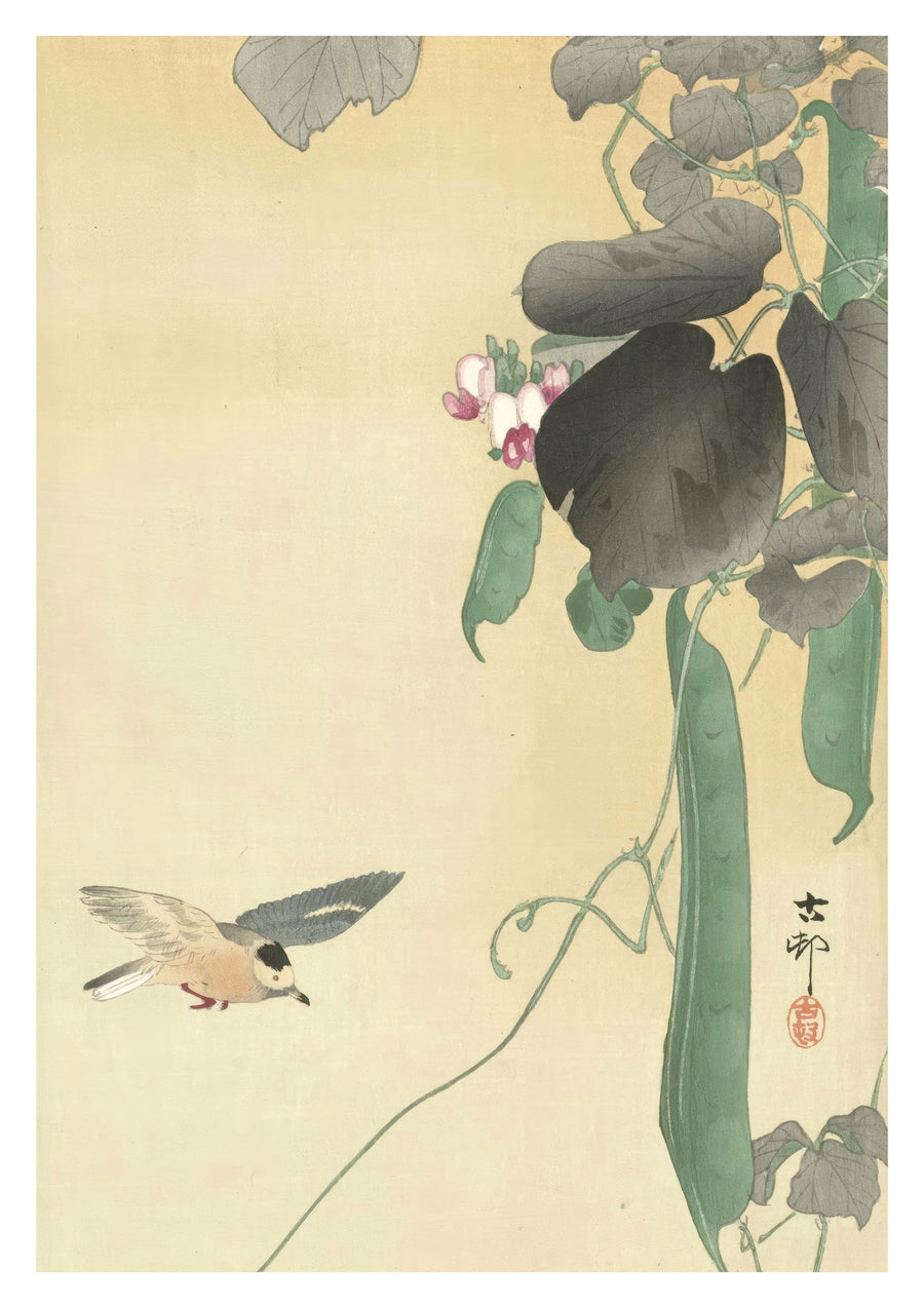 Oiseau sur une plante de haricot en fleur - Print only