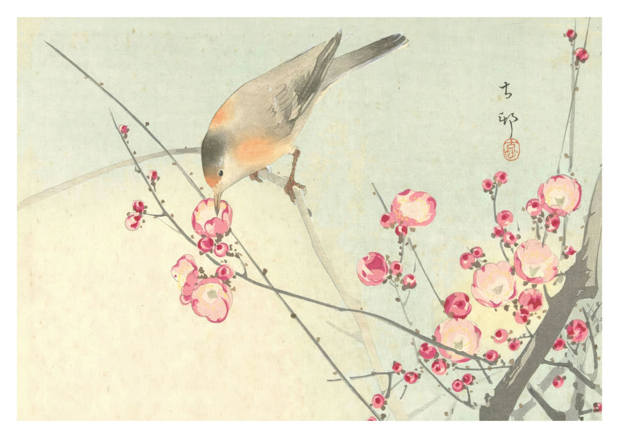 Singvogel auf Blütenzweig - Print only