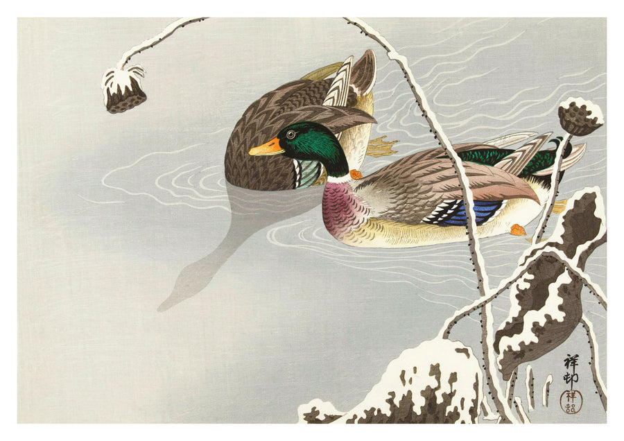 Mallards - Print only