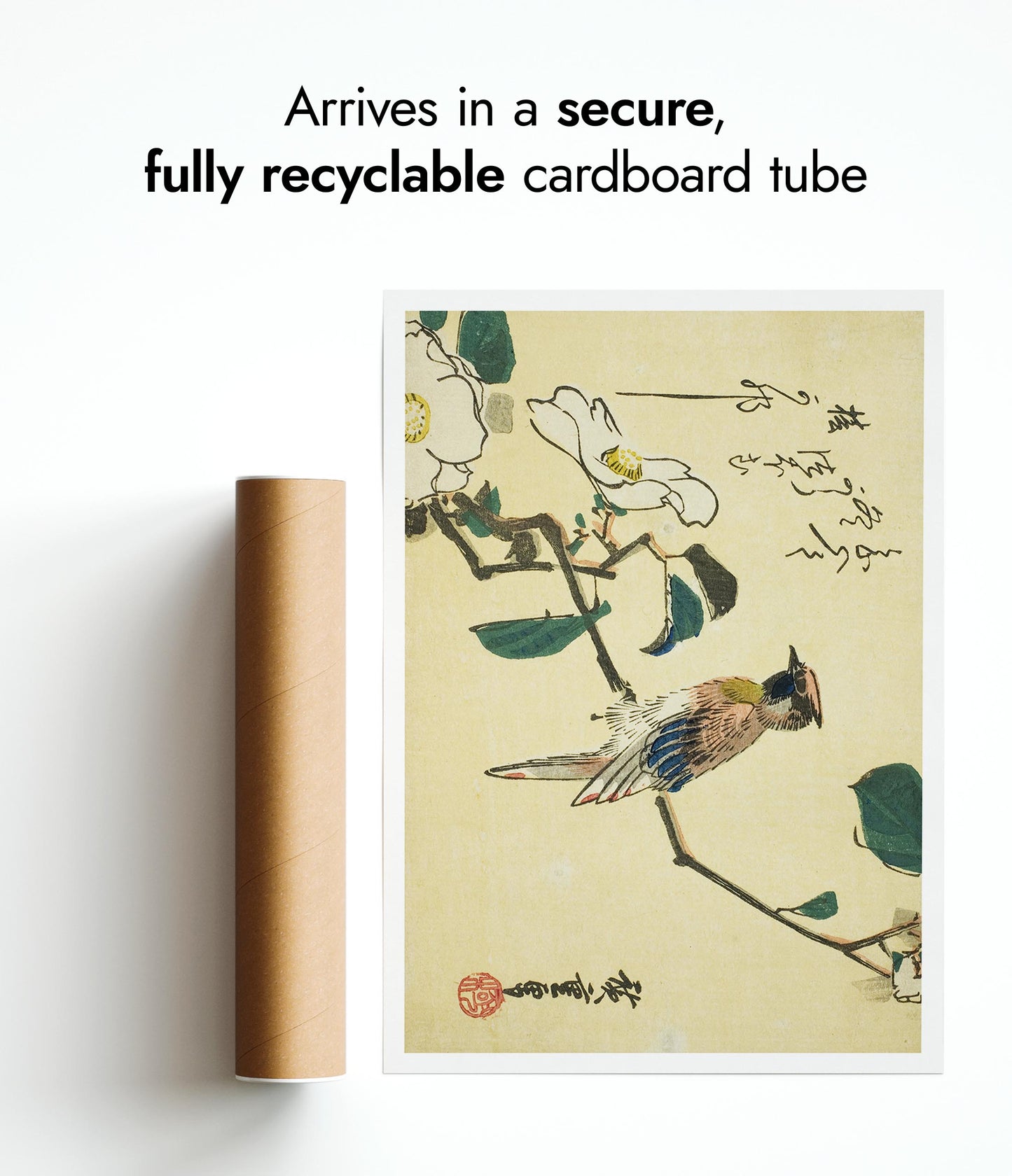 Schwarzscheitel-Schmuckkuckuck am Camellia Beach