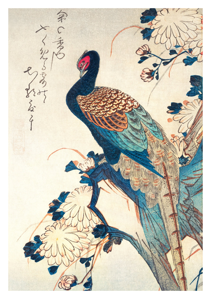 Japanese Pheasant & Chrysanthemums - Print only
