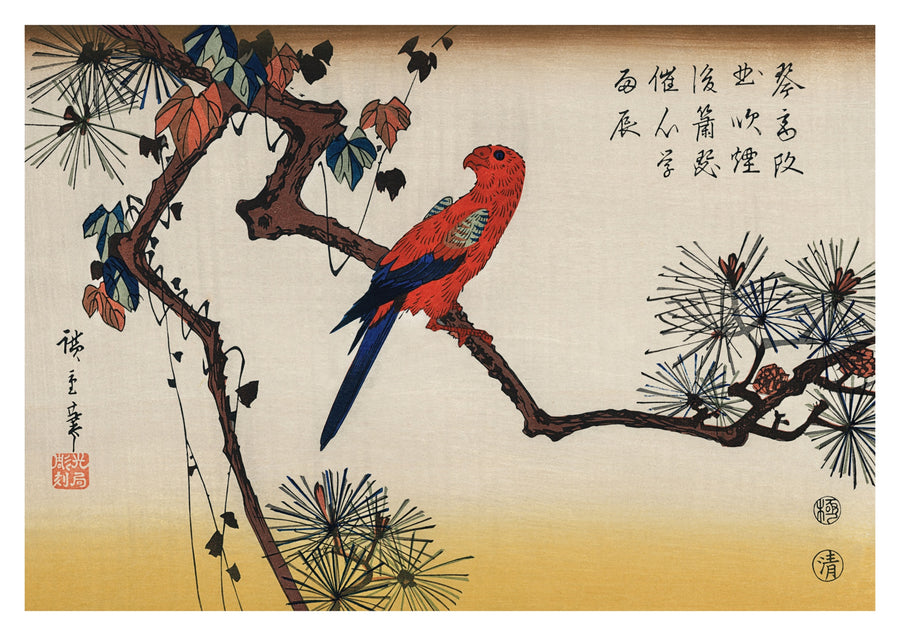 Ara auf Kiefernzweig - Print only