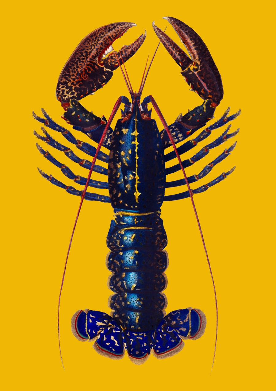 Lobster on Yellow - Print only