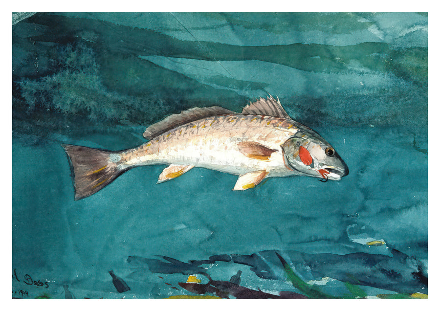 Canal basse - Print only