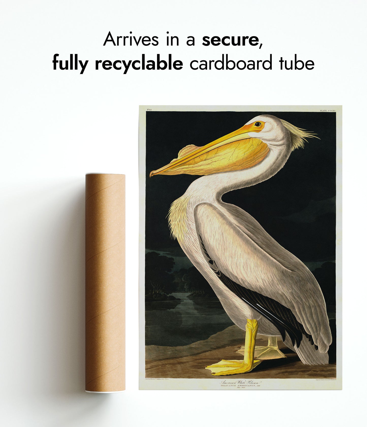 Pélican blanc américain