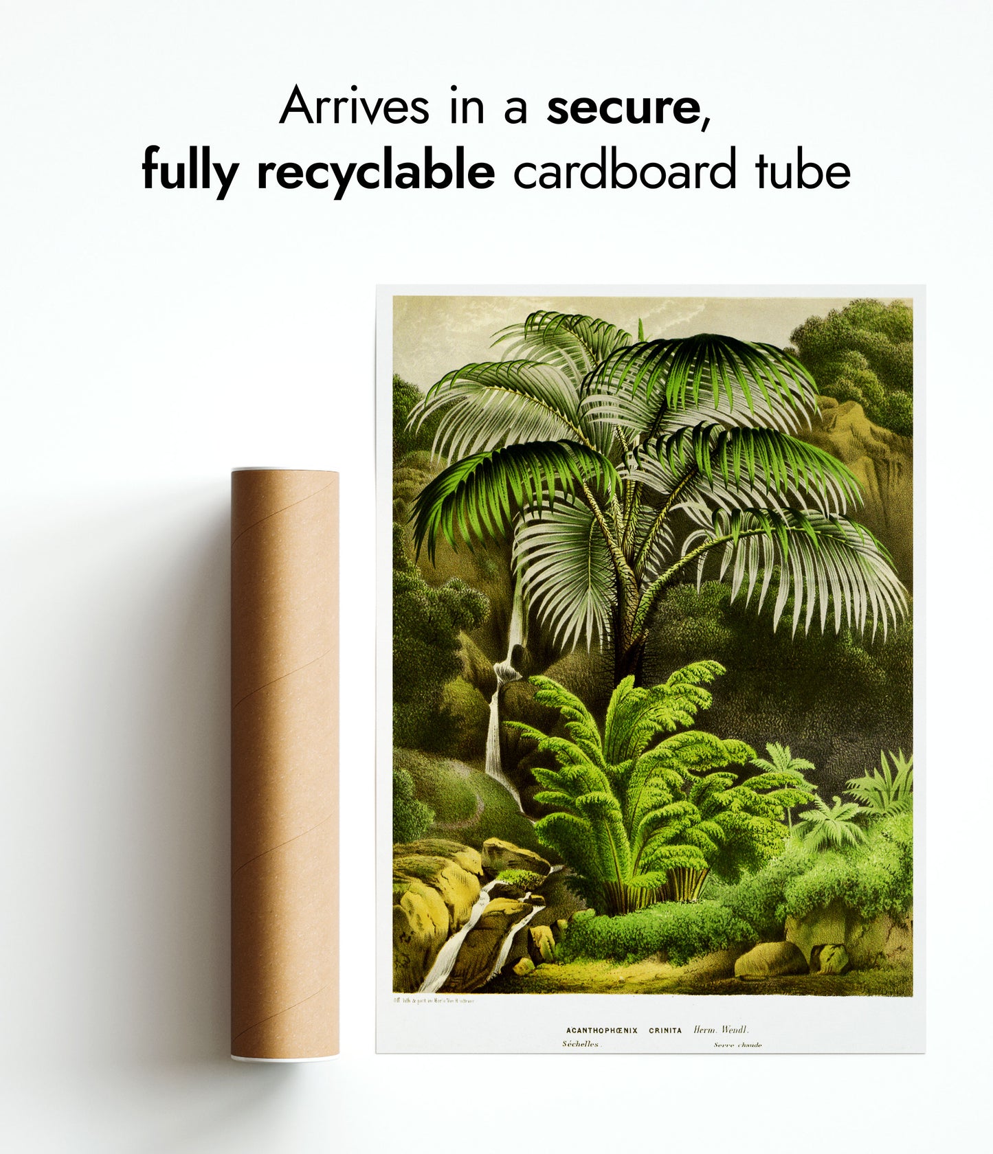 Acanthophoenix Crinita