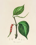 John Stephenson