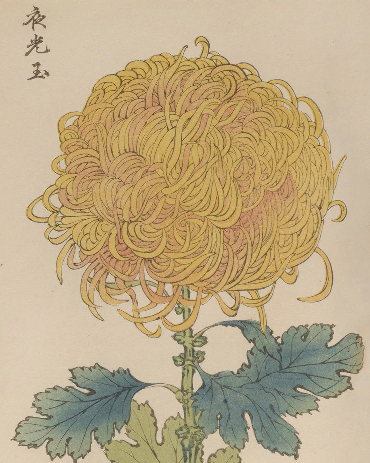 Keika Hasegawa
