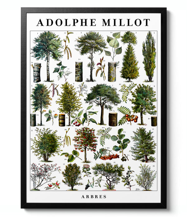 Trees - Adolphe Millot
