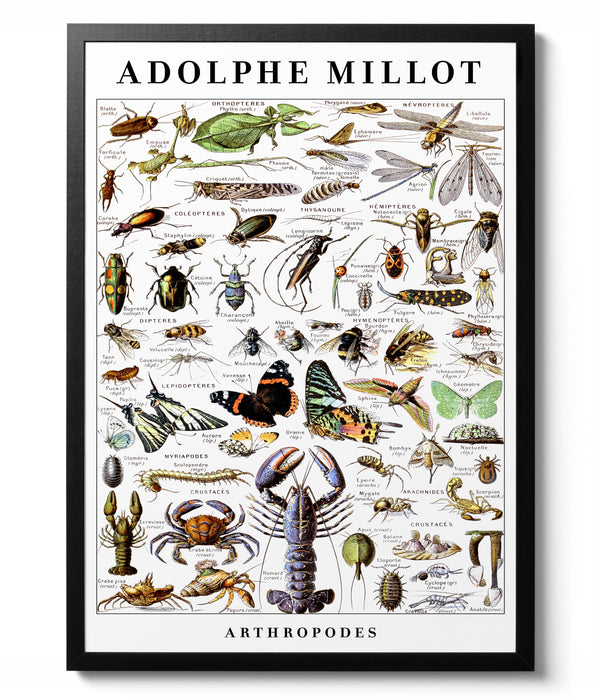Arthropods - Adolphe Millot